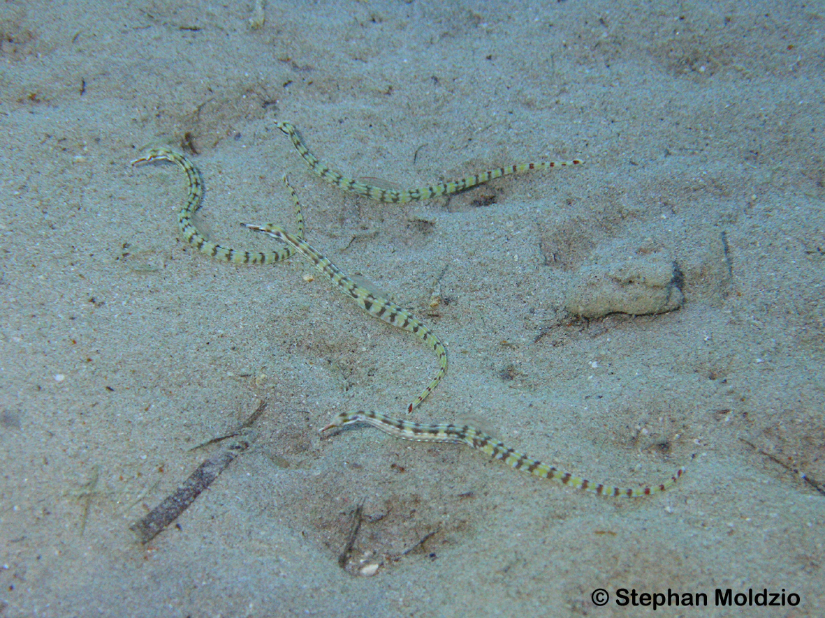 SYN2 Corythoichthys flavofasciatus  P1016190.jpg